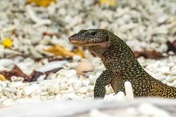 Lizard dragon on an uninhabited island on Raja Ampat