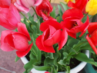 チューリップの花