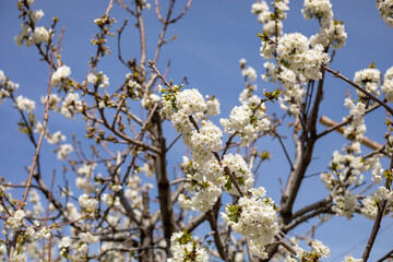 A tree with white flowers is in full bloom. The sky is clear and blue, and the sun is shining brightly. Concept of freshness and new beginnings, as the tree is in the process of blooming