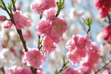 ピンク色の花桃（長野県）