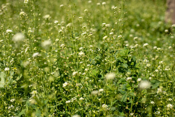A field of green grass with white flowers. The flowers are scattered throughout the field, with...