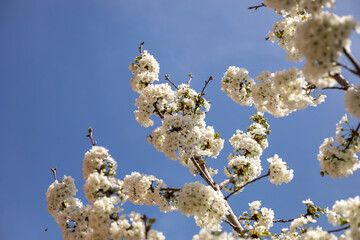 A tree with white flowers is in the middle of a blue sky. The sky is clear and bright, and the tree is full of blossoms