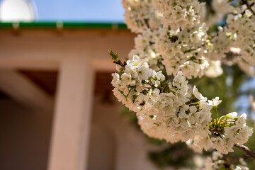 A tree with white flowers is in front of a building. The flowers are in full bloom and the tree is very tall
