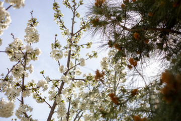 A tree with white flowers is in the foreground and a tree with brown leaves is in the background - Powered by Adobe