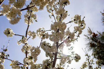 A tree with white flowers is in the sun. The sun is shining brightly on the tree, making the flowers look even more beautiful. The sky is blue and clear, creating a peaceful and serene atmosphere
