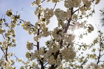A tree with white flowers is in full bloom. The sun is shining brightly on the tree, making the flowers look even more beautiful. The scene is peaceful and serene