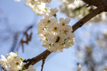 A tree branch with a white flower on it. The flower is surrounded by a few bees. The bees are hovering around the flower, possibly collecting nectar. The scene is peaceful and serene, with the bees