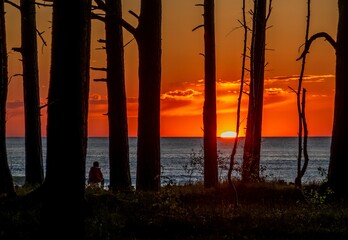 View of the Baltic Sea behind the trees at sunset