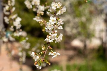 A tree with white flowers is in the foreground. The flowers are in full bloom and are very pretty