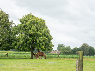 Brussels, Belgium - July 30th 2023: Horses grassing on a meadow in a suburban area