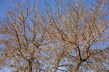 The tree branches are bare and the sky is clear. Concept of emptiness and loneliness