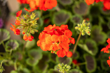 A close up of a red flower with green leaves. The flower is surrounded by green leaves and is the main focus of the image