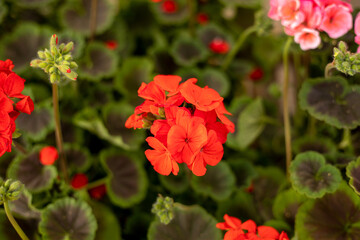 Fototapeta premium A red flower is in the foreground of a green background. The flower is surrounded by other green plants