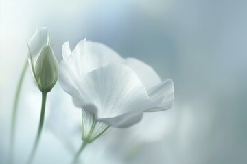 Ethereal White Flowers Against a Soft Blurred Background Emphasizing Serenity and Natural Beauty