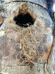 A tree with a hole in it
