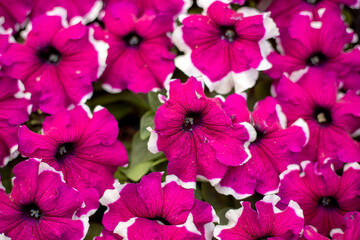 A close up of a bunch of pink flowers with white centers. The flowers are arranged in a way that they are all facing the same direction