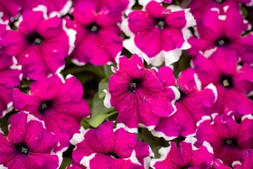  A close up of a bunch of pink flowers with white centers. The flowers are arranged in a way that they are all facing the same direction © oybekostanov