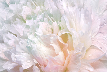 Peony flower  on white  background . Drops of water on the petals after the rain..   Closeup.    Nature.