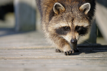 Naklejka na ściany i meble Raccoon walking on a terrage