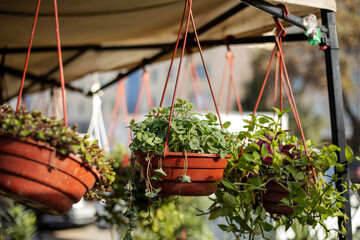 A collection of hanging plants in red pots are displayed under a white tent. The plants are of...