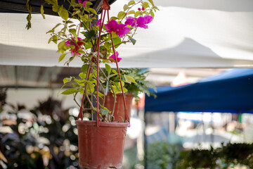 A hanging plant in a red pot is suspended from a white canopy