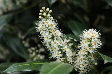 close up photo of Prunus laurocerasus, also known as cherry laurel, common laurel and sometimes English laurel
