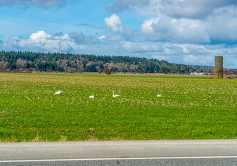 Snow Geese In Field