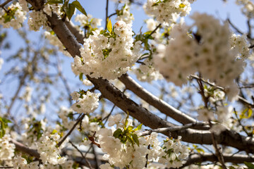 A tree with white flowers is in full bloom. The branches are full of blossoms, and the leaves are green. The sky is blue and clear, and the sun is shining brightly. Concept of beauty and tranquility