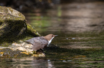 Beautiful afternoon on the river contemplating the Dipper (cinclus cinclus)!