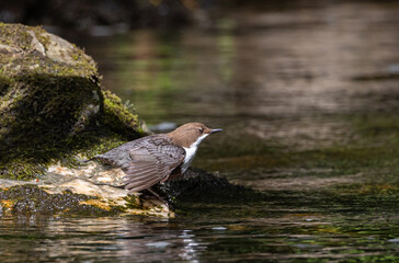 Beautiful afternoon on the river contemplating the Dipper (cinclus cinclus)!