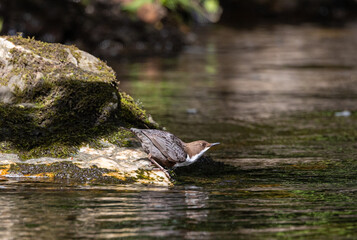 Beautiful afternoon on the river contemplating the Dipper (cinclus cinclus)!