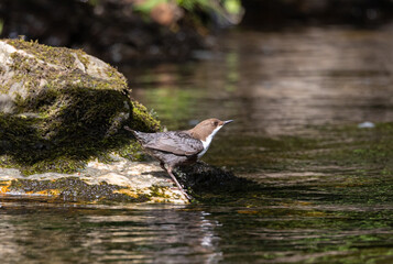 Beautiful afternoon on the river contemplating the Dipper (cinclus cinclus)!