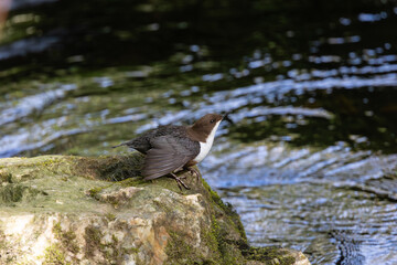 Beautiful afternoon on the river contemplating the Dipper (cinclus cinclus)!