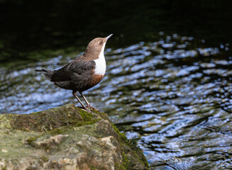 Beautiful afternoon on the river contemplating the Dipper (cinclus cinclus)!