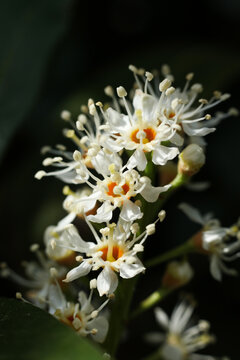close up photo of Prunus laurocerasus, also known as cherry laurel, common laurel and sometimes English laurel