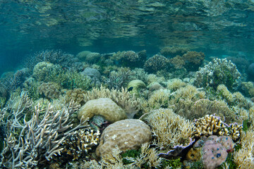 Naklejka na ściany i meble Reef-building corals thrive on a shallow, biodiverse reef in Raja Ampat, Indonesia. This tropical region is known as the heart of the Coral Triangle due to its incredible marine biodiversity.