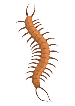 brown centipede crawling on white background clip art preview