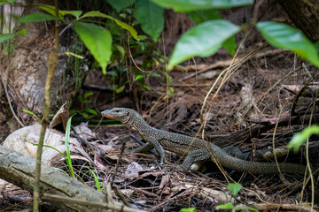 Lizard dragon in the jungle on the island of Kri