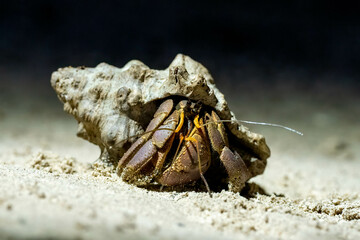 Hermit crab with a beautiful shell on the island of Kri