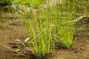 Reeds in the water