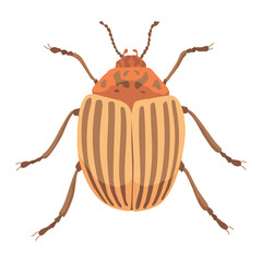 Striped colorado potato beetle, Leptinotarsa decemlineata insect. Garden farm plant pest control. Harmful yellow bug. Flying parasite animal damage agriculture potatoes leaves