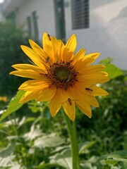 sunflower and bee