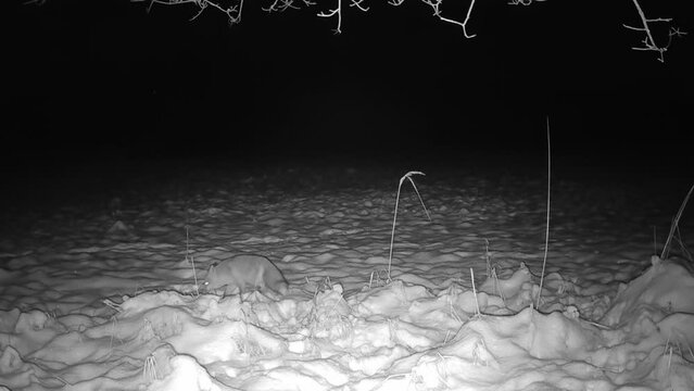 Ein Fuchspaar w&auml;hrend der Ranzzeit im Schnee auf Nahrungssuche