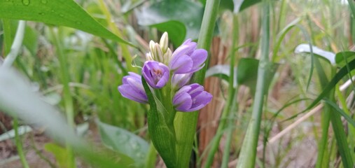 Photo of Water Hyacinth Flowers with Grass Background