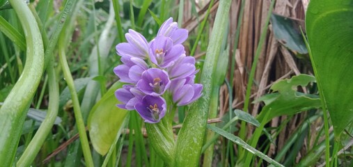 Photo of Water Hyacinth Flowers with Grass Background