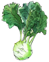 Kohlrabi Vegetables food illustrations. Watercolor and ink sketches. - 783191752