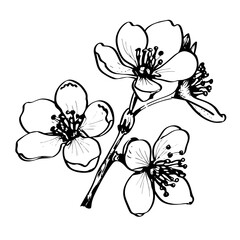 Vintage floral seamless pattern with apple tree flowers. Element for design. Hand-drawn contour lines and strokes.	