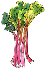 Rhubarb Vegetables food illustrations. Watercolor and ink sketches. - 783191775