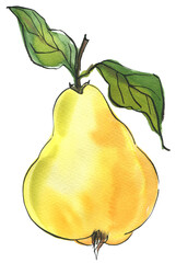 Quince Fruit food illustrations. Watercolor and ink sketches.  - 783191790