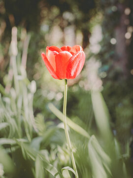 tulipan na tle ogrodu 